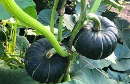 又吃瓜又唱歌的网红,揭秘又吃瓜又唱歌的网红魅力  第3张