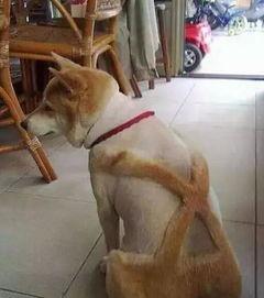 狗狗最新爆料文案搞笑句子,笑料横生的爆料瞬间 第1张 狗狗最新爆料文案搞笑句子,笑料横生的爆料瞬间 第1张